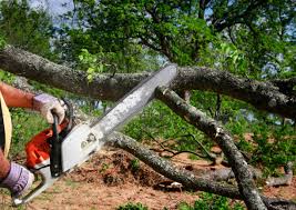 Best Tree Maintenance Programs  in Mathews, LA