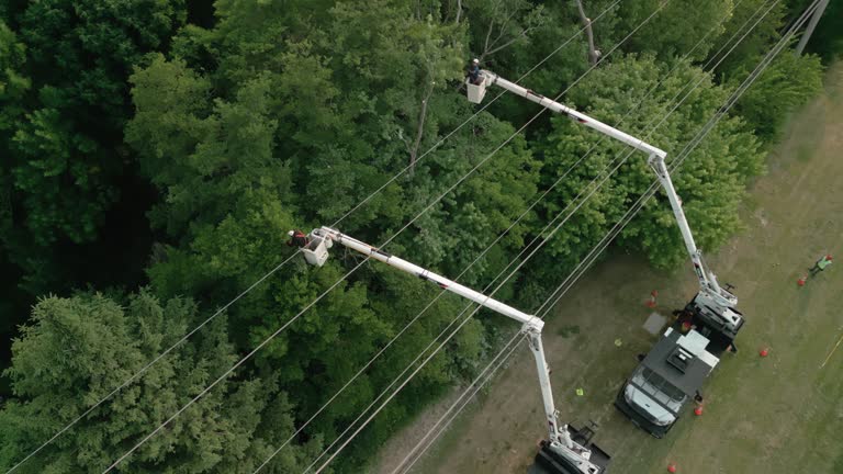 Best Fruit Tree Pruning  in Mathews, LA