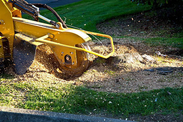 How Our Tree Care Process Works  in Mathews, LA