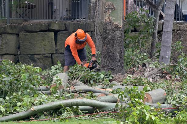 Best Emergency Tree Removal  in Mathews, LA