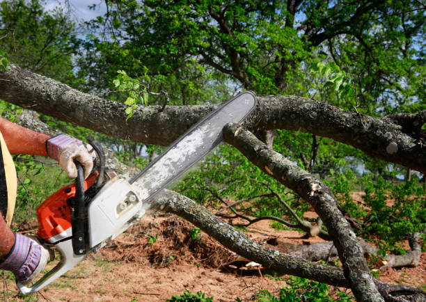  Mathews, LA Tree Services Pros